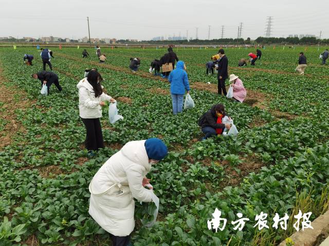 0  南方农村报 李思敏 拍摄