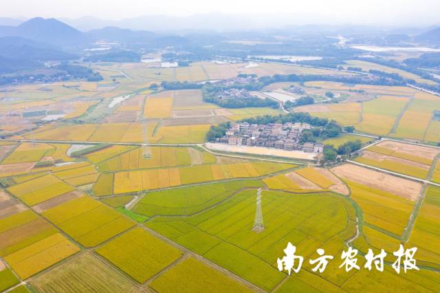 广东连片的优质稻田。程麒 摄