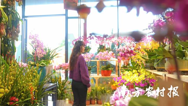 南方农村报 林晓岚 拍摄