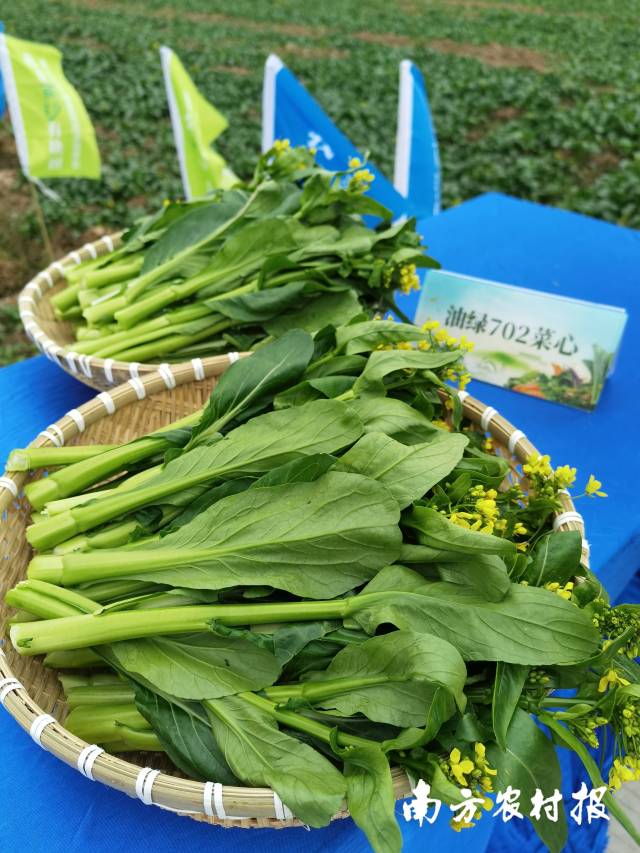 稻-稻-菜轮作模式中的其中一种蔬菜品种