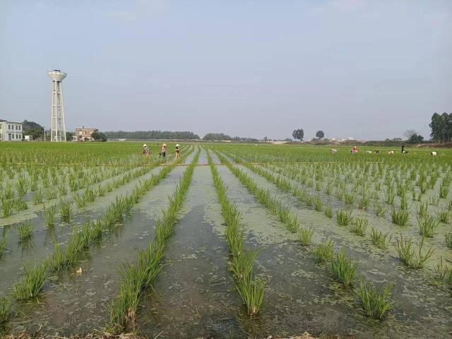 湛江廉江市安铺镇冬种茭白面积达3000亩