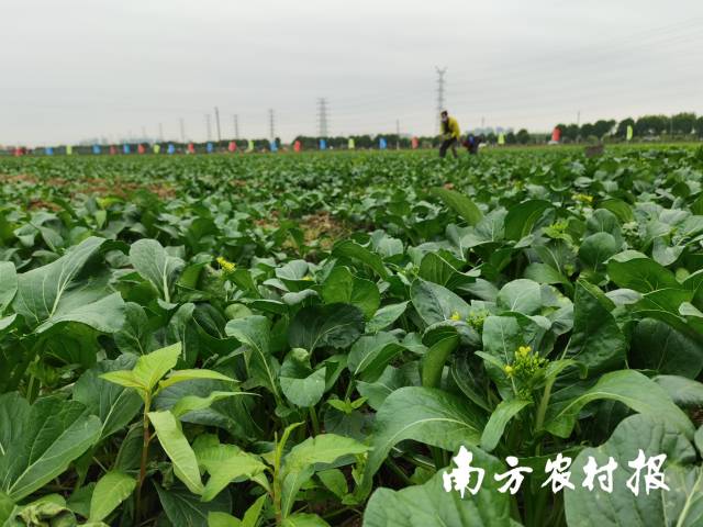 “我在南沙有块田”项目东涌基地