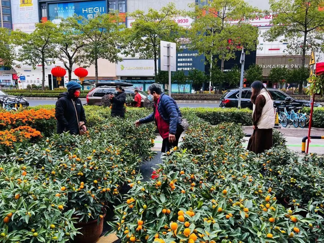 果密叶绿的年桔,吸引了不少市民驻足挑选 果密叶绿的年桔,吸引了不少市民驻足挑选