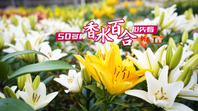 目不暇接！佛山里水50多种国内外百合花竞相开放