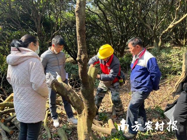 活动现场演示了荔枝高接换种技术。