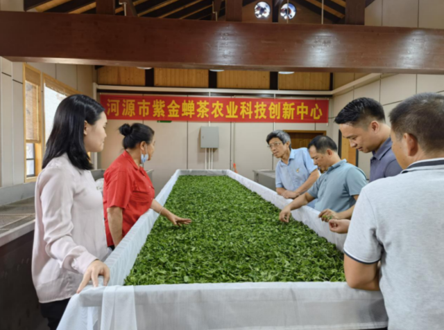 紫金斗记茶业生产基地。