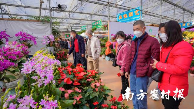 老广选年花，颇有仪式感。