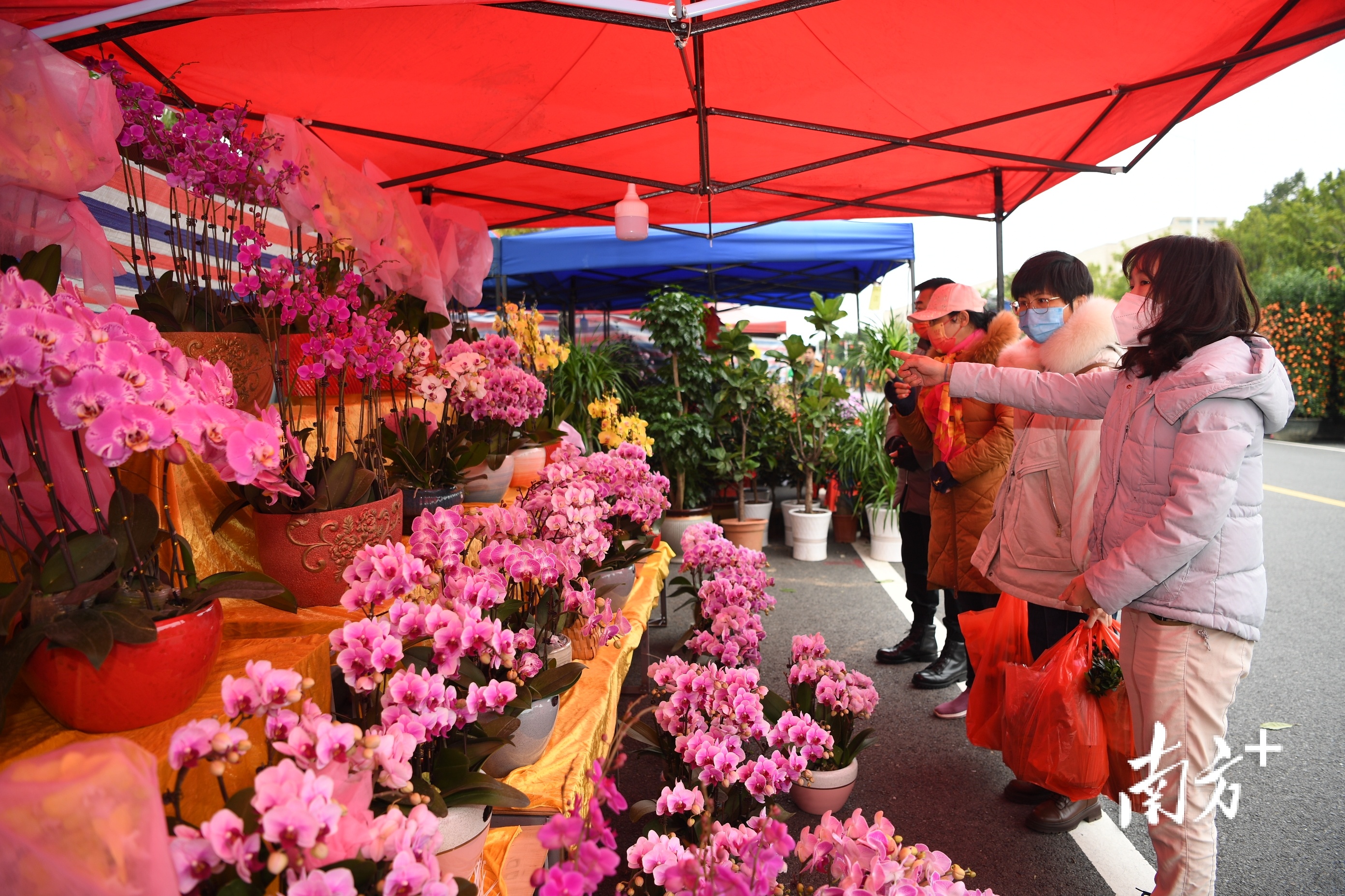 鹤山迎春花市，市民选购蝴蝶兰。  南方+ 杨兴乐 拍摄