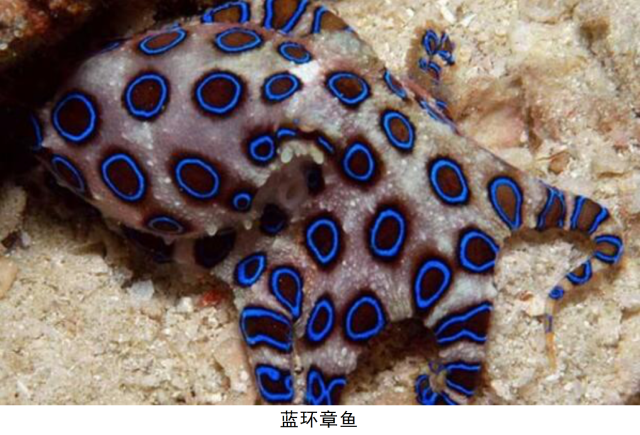 蓝环章鱼上热搜！春节消费高峰来临，快收藏这份超全水产避毒指南！