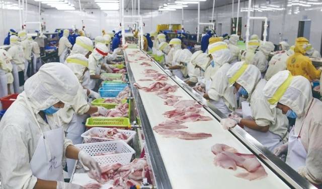 罗非鱼加工车间。丘立贺 摄