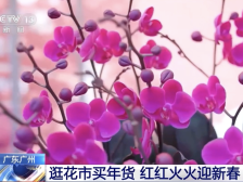 红红火火迎新春，跟着央视新闻来广州行花街～
