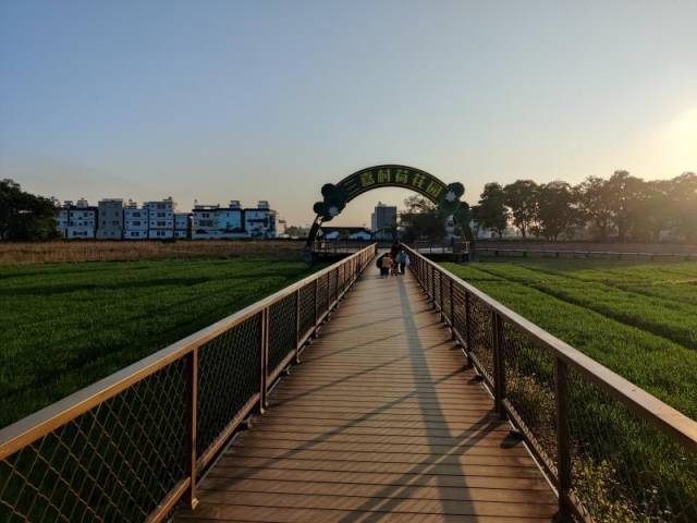 冬闲田种小麦，三嘉村荷花园冬日绿意盎然