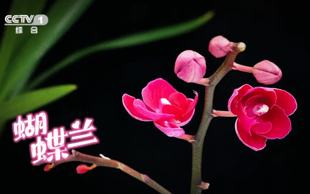 CCTV1播放蝴蝶兰镜头