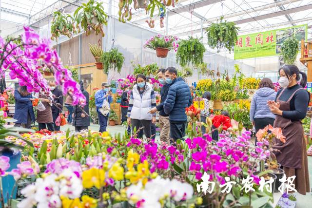 蝴蝶兰年年都是广东地区迎春花市佳品