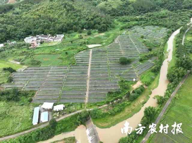 潖江画廊，绿美水头。图为水头镇魔芋种植基地(西田村) 。