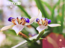 美好相会！广东国兰大年初一亮相央视，与全国人民“香”约贺岁