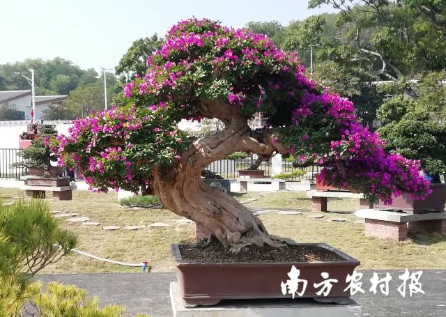 三角梅盆景。圖片來源：花都區(qū)美力園林逸翠園