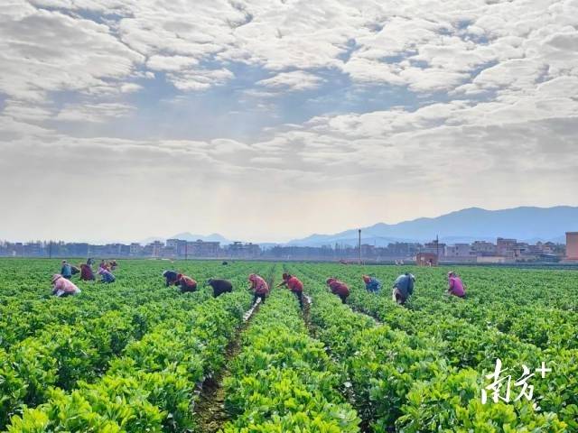 始兴县蔬菜省级现代农业产业园种植基地。 始兴县蔬菜省级现代农业产业园种植基地。