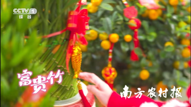 广东富贵竹亮相央视