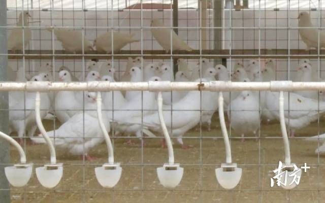 广宁县肉鸽省级现代农业产业园养殖的肉鸽。