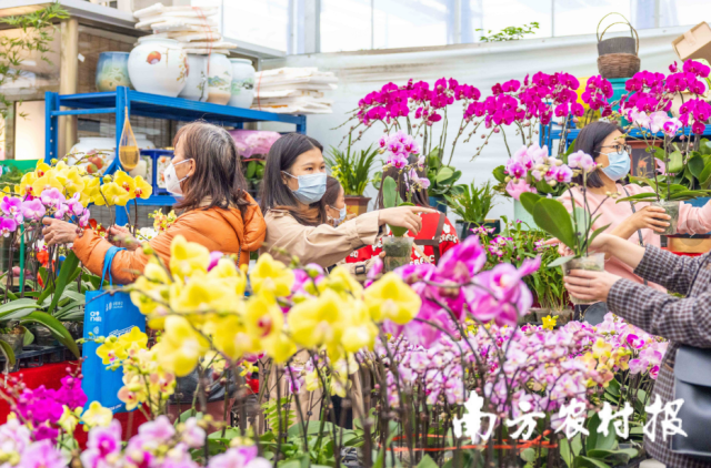 迎春花市上的年花廣受追捧。