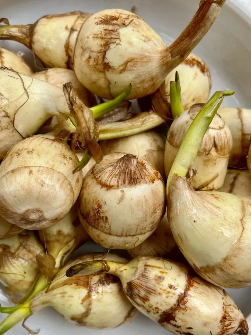 慈姑品种“白肉慈姑”，东莞人也会把它叫作“慈姑”