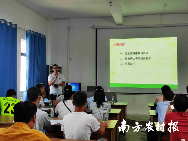 湛江市农业科学研究院蔬菜所所长冯恩友讲授无公害辣椒栽培技术。