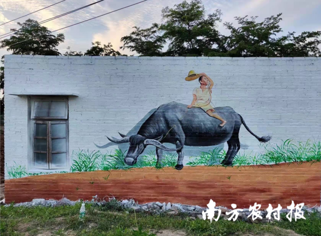 覃巴镇黄牛养殖历史悠久。