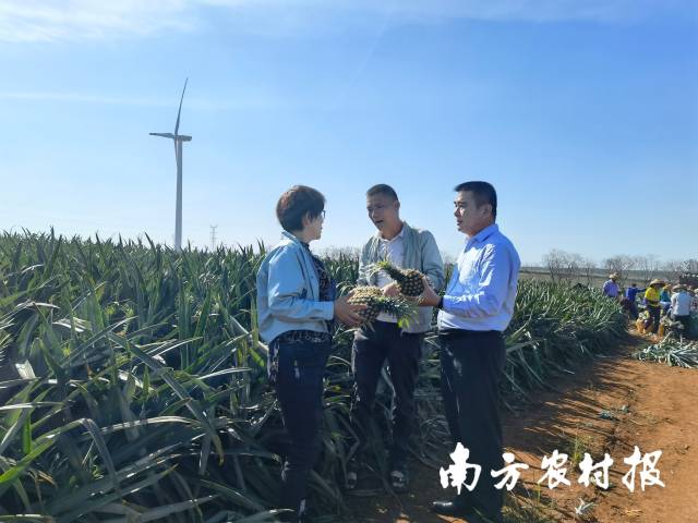 农行派驻到徐闻曲界镇的金融助理邱之修（右一）在田间服务合作社农户，助推徐闻菠萝产业发展。