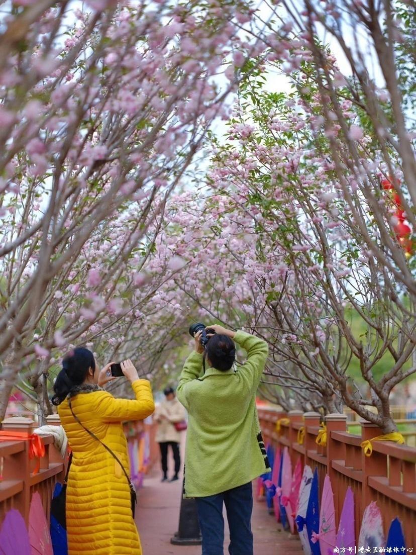 大埔围花海景区内市民赏樱 大埔围花海景区内市民赏樱