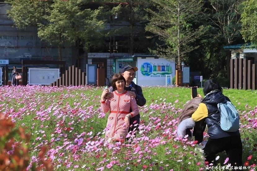 大埔围村格桑花摇曳生姿 大埔围村格桑花摇曳生姿