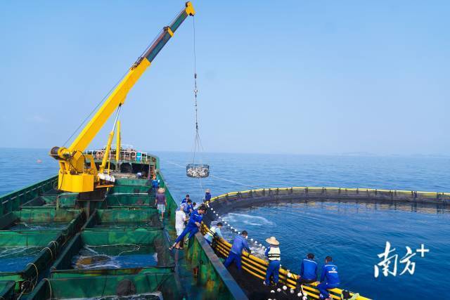 惠州海洋牧场收获忙。柯学潜 摄