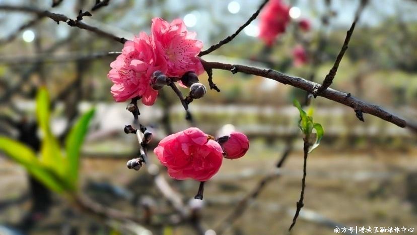 大埔围景区含苞待放的桃花 大埔围景区含苞待放的桃花