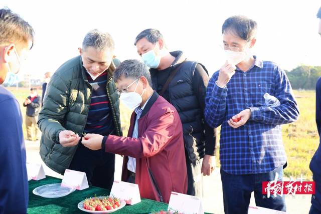 黎振兴老师等人品鉴樱桃番茄 