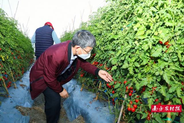 黎振兴老师在田间观察樱桃番茄