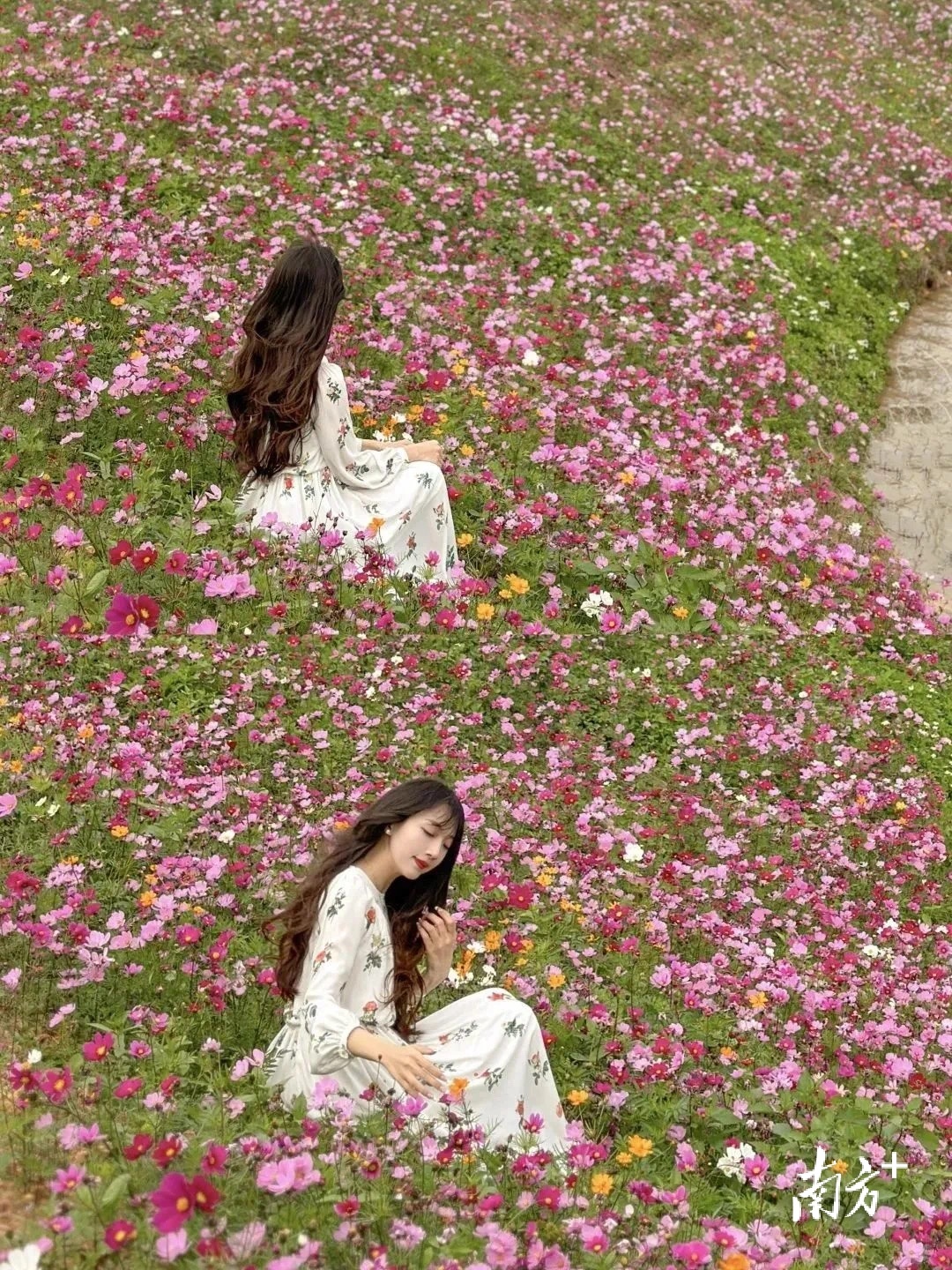 今年春节期间，桥头荷花文旅产业园千亩七彩花田内百花盛放。