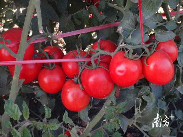 丰产丰收的樱桃番茄