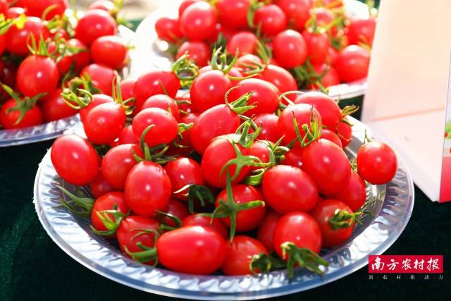 果形匀称饱满的樱桃番茄