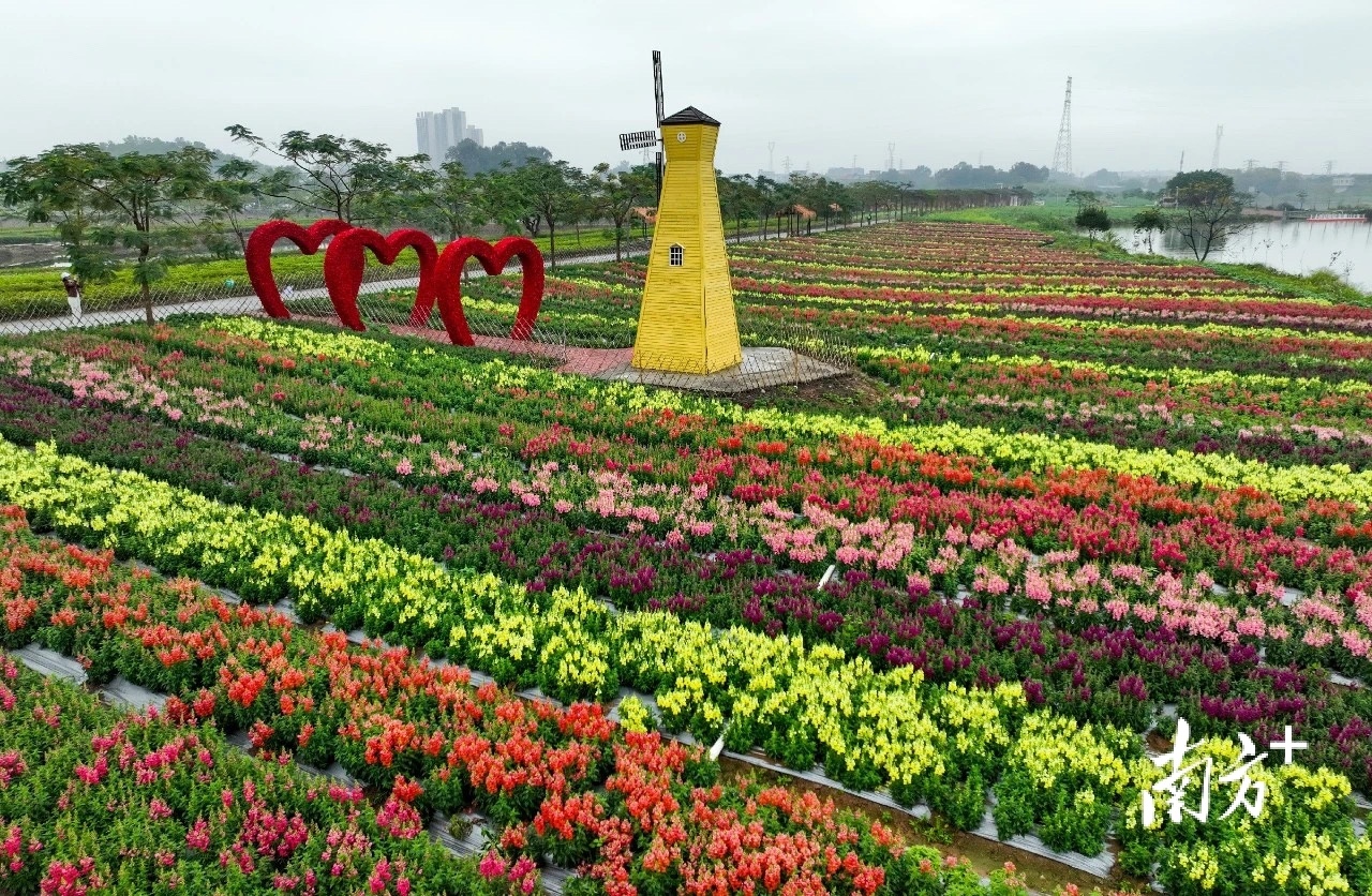 今年春节期间，桥头荷花文旅产业园千亩七彩花田内百花盛放。