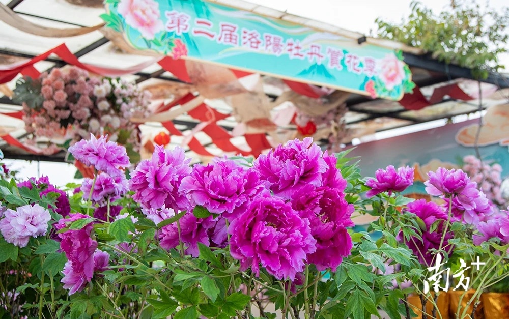 今年春节期间，桥头荷花文旅产业园千亩七彩花田内百花盛放。