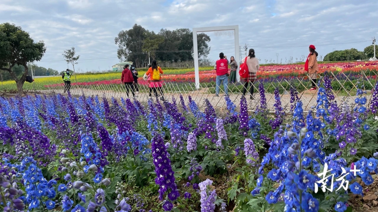 今年春节期间，桥头荷花文旅产业园千亩七彩花田内百花盛放。