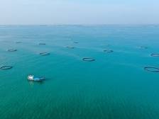 湛江市市长曾进泽：深耕海洋牧场 打造“蓝色粮仓”