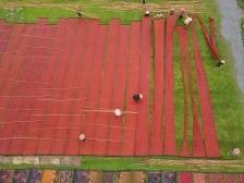 榄核镇：绿色生态立镇、星海文化兴镇｜高质量发展朝“南”看