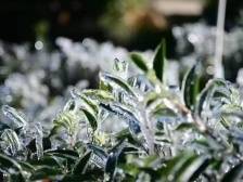 霜冻突袭，春茶要减产？别慌！专家这样说