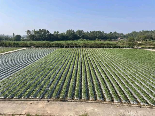 提升粮食产能，划定五个分区！茂名高标准农田建设规划发布