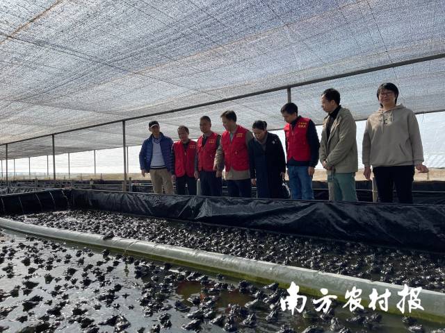 牛蛙养殖可实现零排放！一次投喂多次产出，这种模式或为牛蛙业转型带来新方案