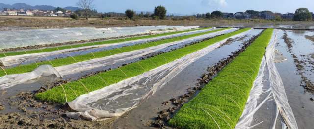 江门台山市早稻秧苗已栽种