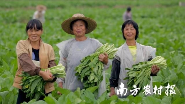 2022年连州菜心产值增长120%。