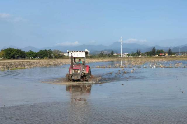 江门台山市已开始耙地，准备春耕备耕。