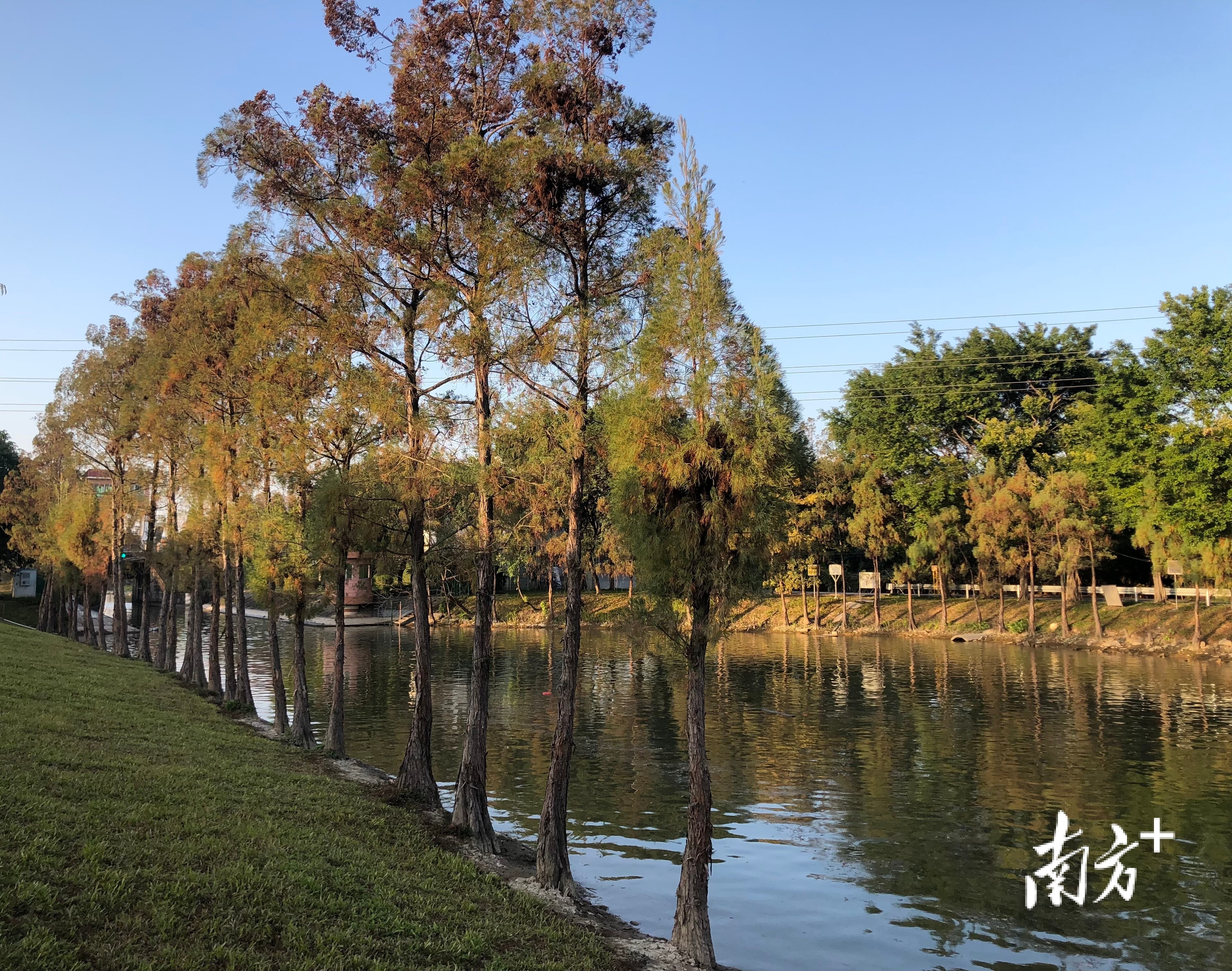 乌洲涌河道两侧杉树林立,美轮美奂。 乌洲涌河道两侧杉树林立,美轮美奂。